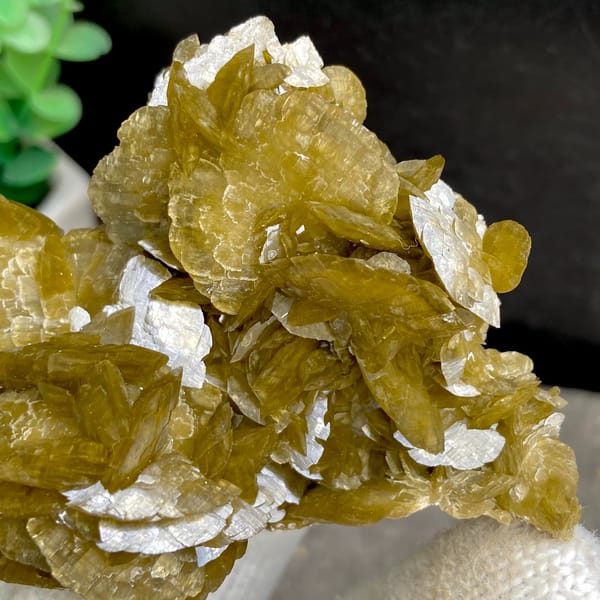 Cluster of olive-brown siderite blades from Guizhou, China, reverse side