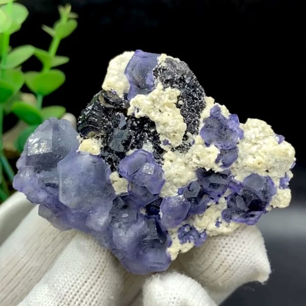 Frosted lavender phantom fluorite with black crystals and cream druse from Inner Mongolia, China, held in gloved hand