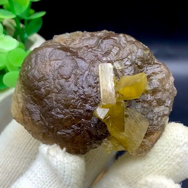 Golden baryte blades on smooth brown fluorite ball from Jiangxi, China, held in gloved hand