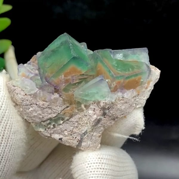 Transparent green fluorite cubes with violet edges on tan rock from Hebei, China, held in gloved hand