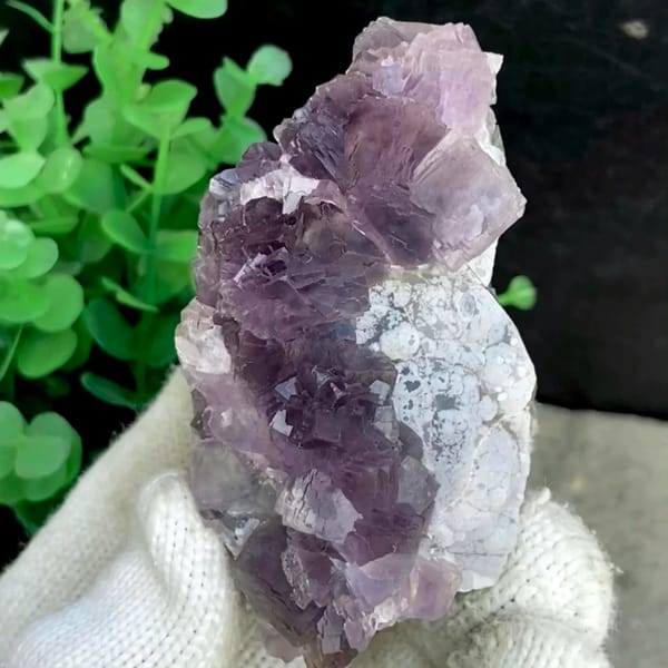 Tall purple fluorite with green cores from Zhejiang, China, held in gloved hand