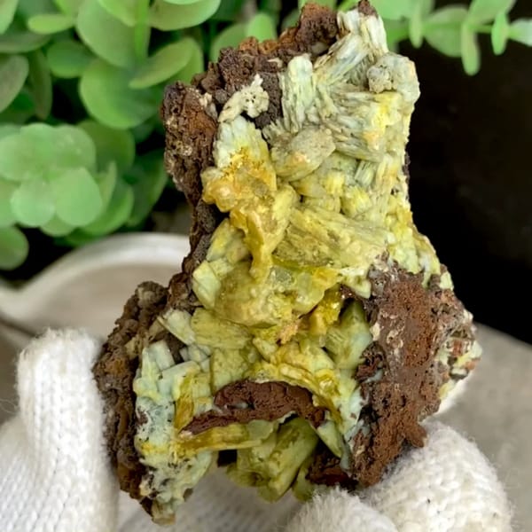 Pale yellow-green pyromorphite prisms on dark limonite from Guangxi, China, held in gloved hand