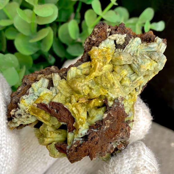 Pale yellow-green pyromorphite prisms on dark limonite from Guangxi, China, close-up of the crystal faces