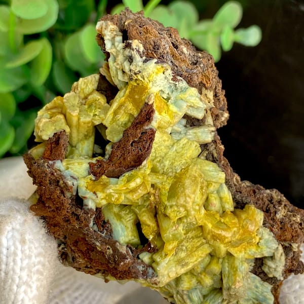 Pale yellow-green pyromorphite prisms on dark limonite from Guangxi, China, overall view