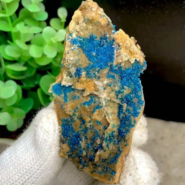 Tall plate of blue-green veszelyite crystals from Yunnan, China, held in gloved hand
