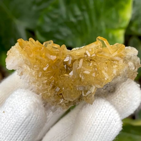 Golden transparent baryte blades on white base from Yunnan, China, held in gloved hand