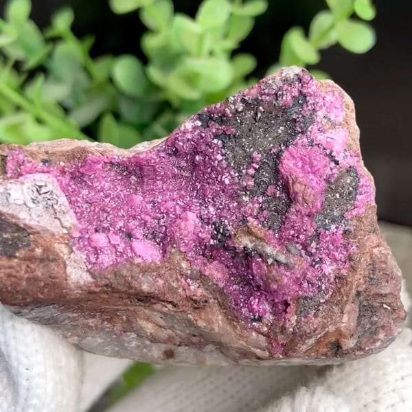 Hot-pink cobaltoan calcite crust on dark matrix from DR Congo, held in gloved hand