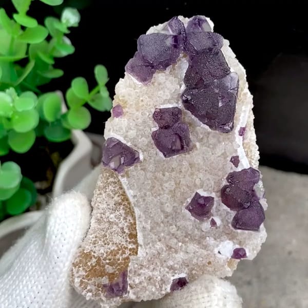 Deep purple fluorite octahedra on white quartz from Zhejiang, China, held in gloved hand