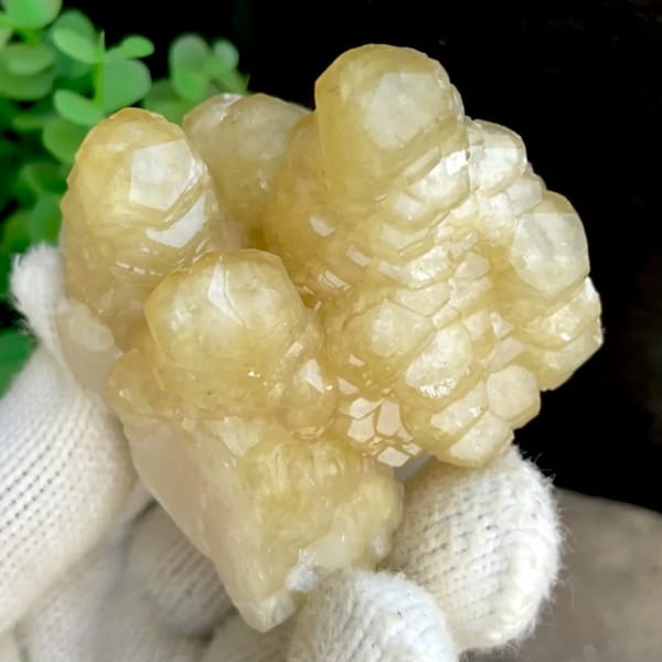Honey-yellow stepped calcite columns in rounded group from Guizhou, China, held in gloved hand