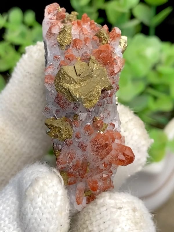 Brassy chalcopyrite crystals on red-skinned quartz from Jiangxi, China, held in gloved hand
