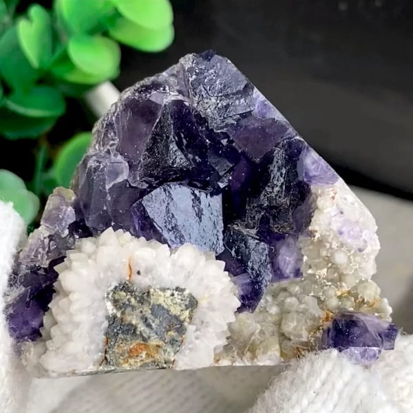 Deep purple fluorite cubes above white bladed calcite from Fujian, China, held in gloved hand
