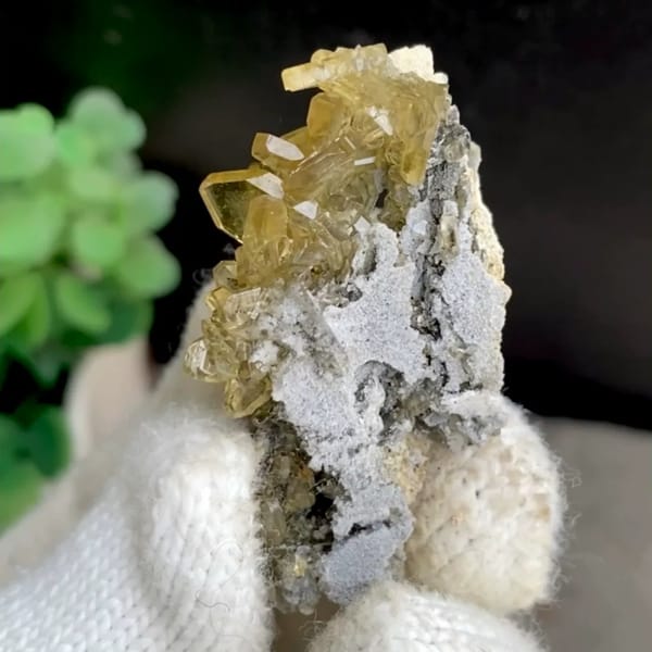 Golden transparent baryte blades on grey matrix from Yunnan, China, held in gloved hand