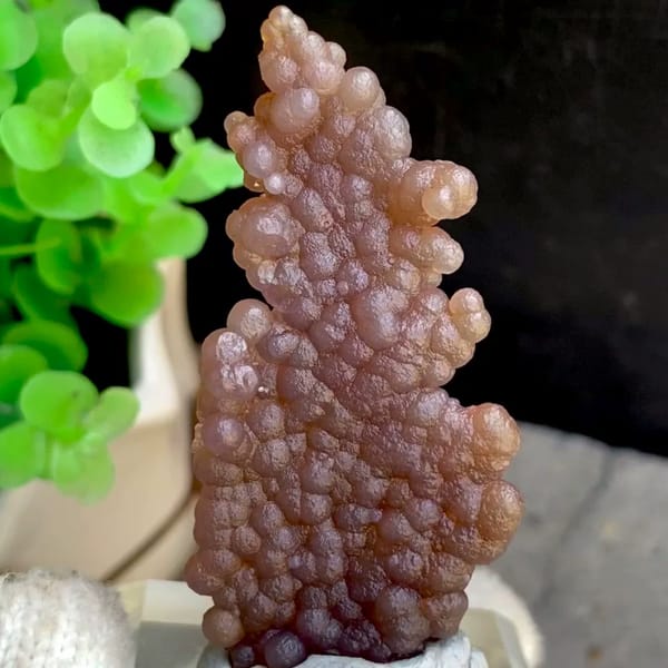 Thin plate of caramel-brown grape agate from Indonesia, held in gloved hand
