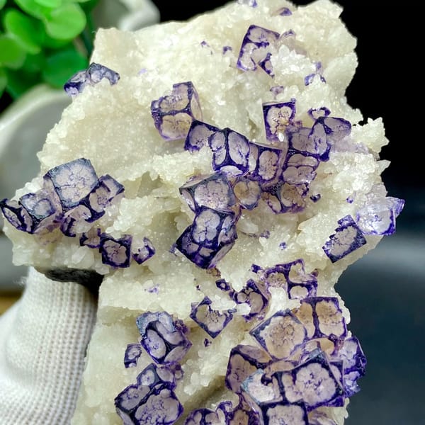 Guizhou fluorite cubes outlined in purple on white matrix — detail view