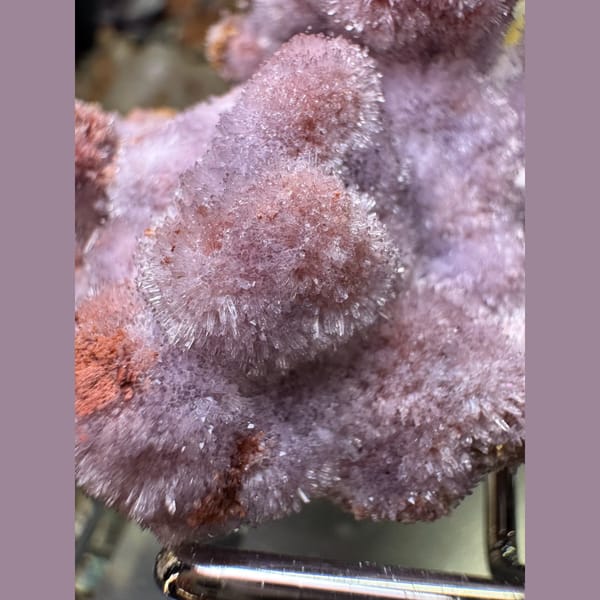 Purple Creedite Flower 7.5 cm — alternate view
