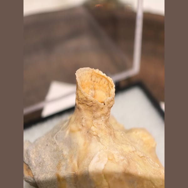 Yellow wine-cup aragonite on matrix — alternate view