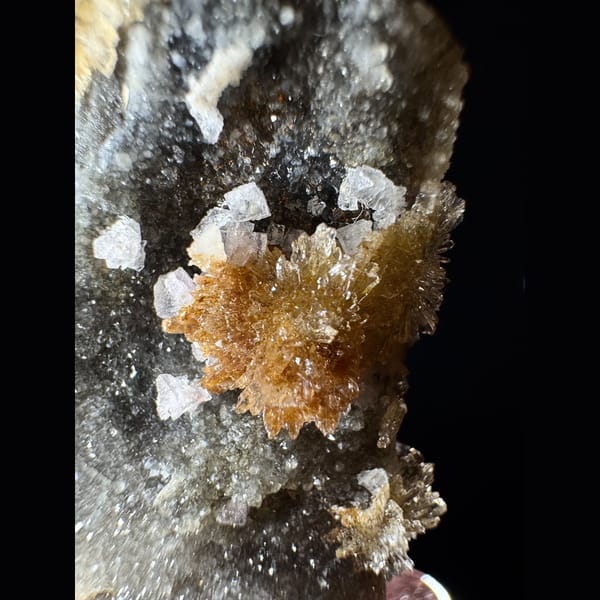 Pale Yellow Creedite Flower 5.0 cm — detail view