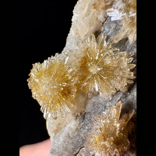 Pale Yellow Creedite Flower 5.0 cm — detail view