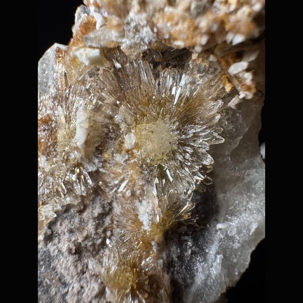 Pale Yellow Creedite Flower 5.0 cm — detail view