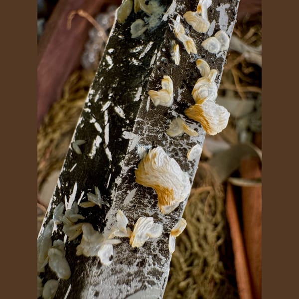 Quartz with Calcite Petals Inner Mongolia 17.0 cm — alternate view