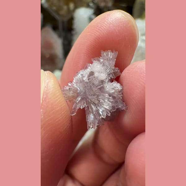 Tiny Pale Creedite Flower 1.0 cm — complete view