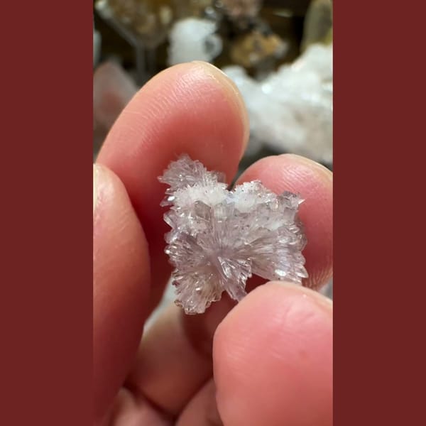 Tiny Pale Creedite Flower 1.0 cm — alternate view