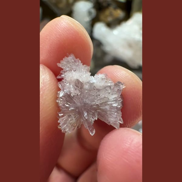 Tiny Pale Creedite Flower 1.0 cm — alternate view