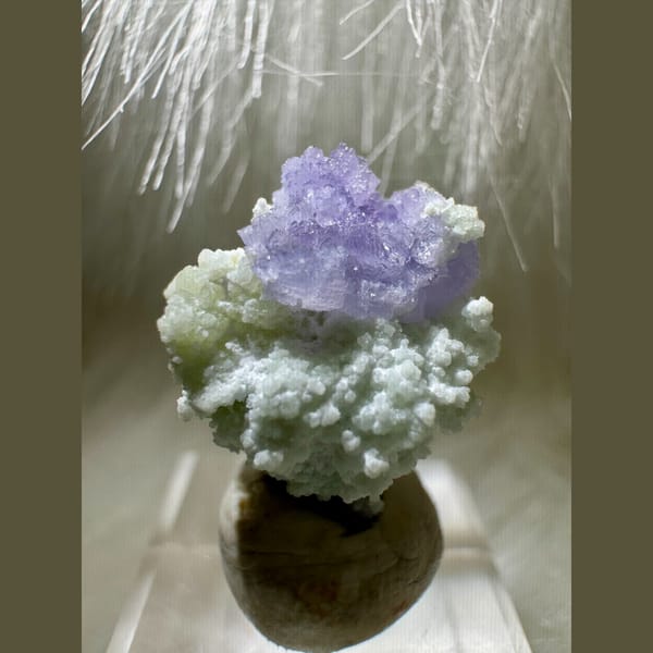 Tiny Purple and Green Creedite Flower 1.5 cm — alternate view