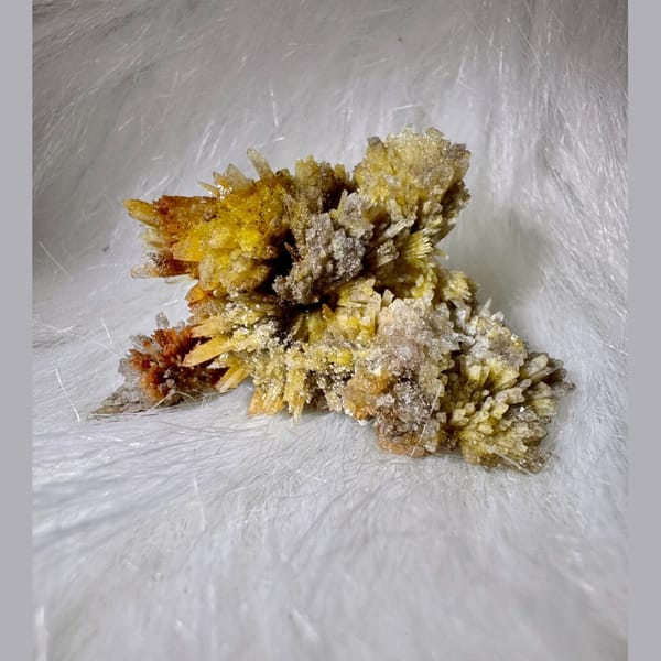 Yellow and White Creedite Flower 8.0 cm — complete view