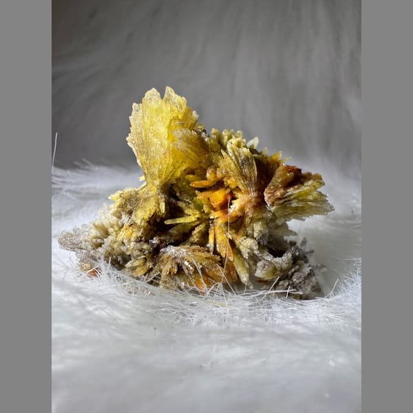 Yellow and White Creedite Flower 8.0 cm — alternate view