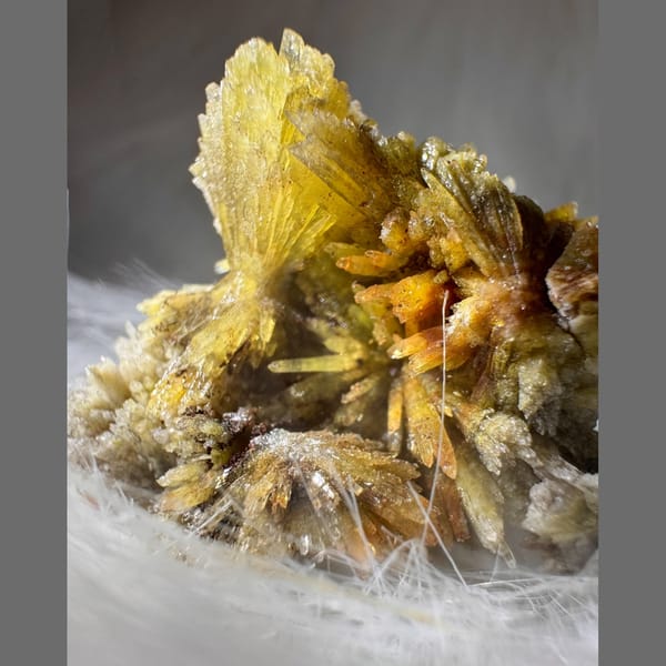 Yellow and White Creedite Flower 8.0 cm — alternate view