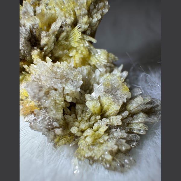 Yellow and White Creedite Flower 8.0 cm — detail view