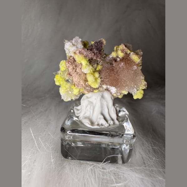 Tiny Yellow-White Creedite Flower 2.0 cm — complete view