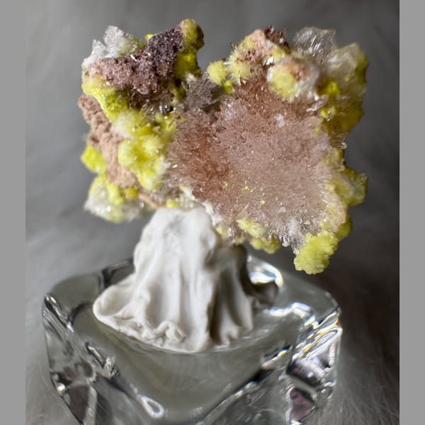 Tiny Yellow-White Creedite Flower 2.0 cm — alternate view