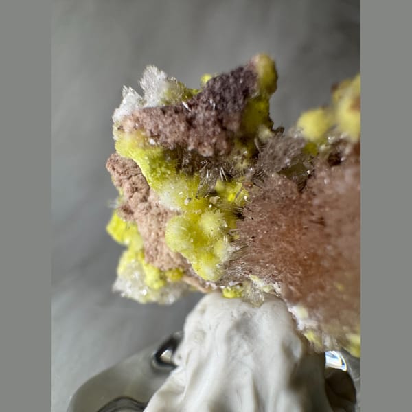 Tiny Yellow-White Creedite Flower 2.0 cm — alternate view