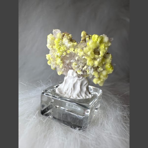 Tiny Yellow-White Creedite Flower 2.0 cm — detail view