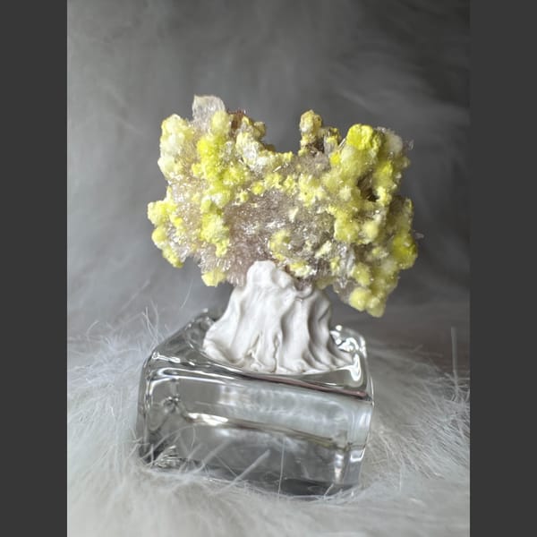 Tiny Yellow-White Creedite Flower 2.0 cm — detail view