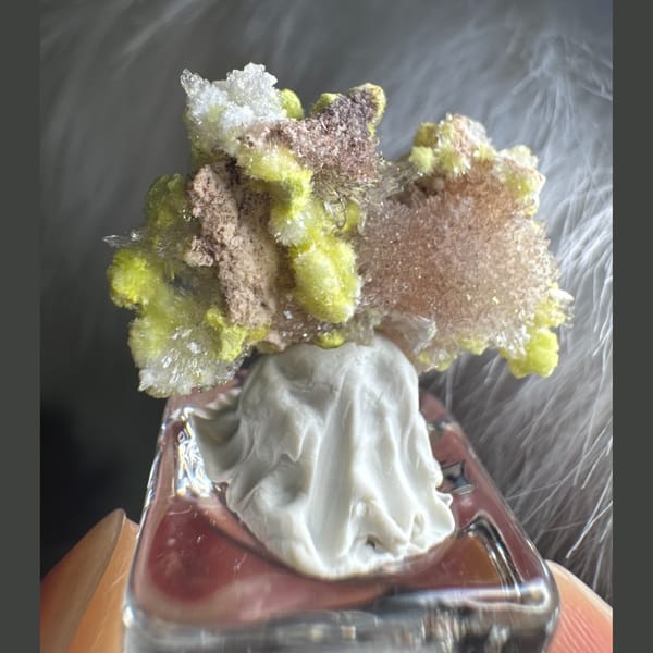 Tiny Yellow-White Creedite Flower 2.0 cm — detail view