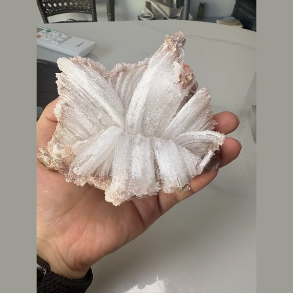 White ram's horn gypsum floater — complete view