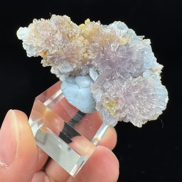 Purple Creedite Flower with Yellow-White Inclusions 4.5 cm — alternate view