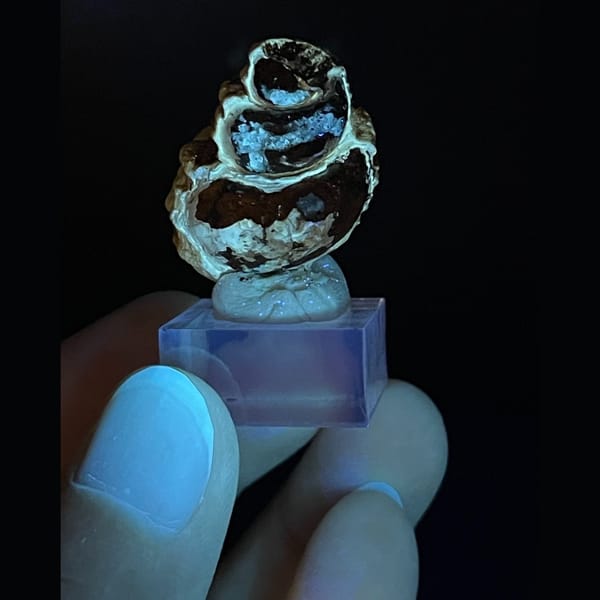 Spiral calcite from Kunming — complete view