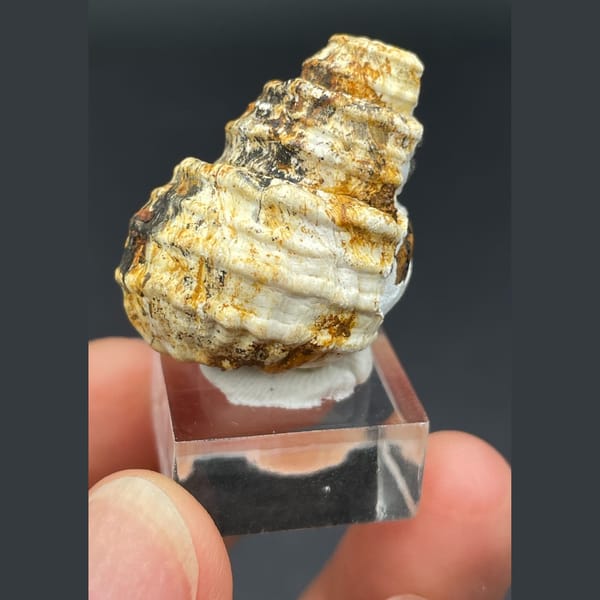 Spiral calcite from Kunming — alternate view