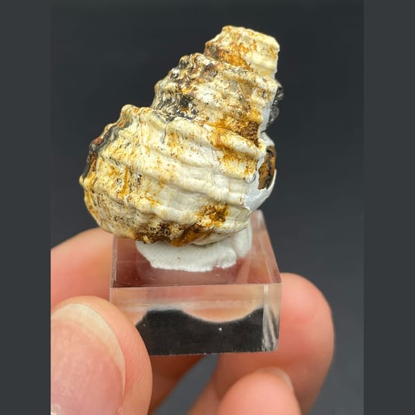 Spiral calcite from Kunming — detail view