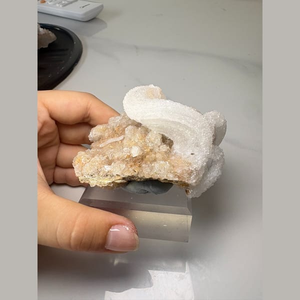 Curling white ram's horn gypsum on pale matrix — alternate view