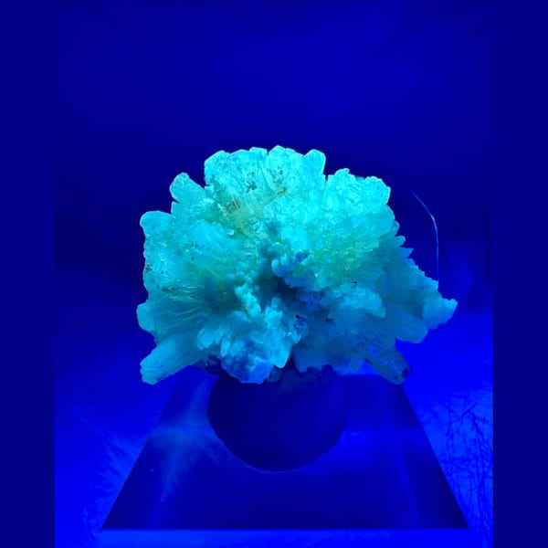 Yellow-White Creedite Flower, UV Reactive 2.0 cm — alternate view