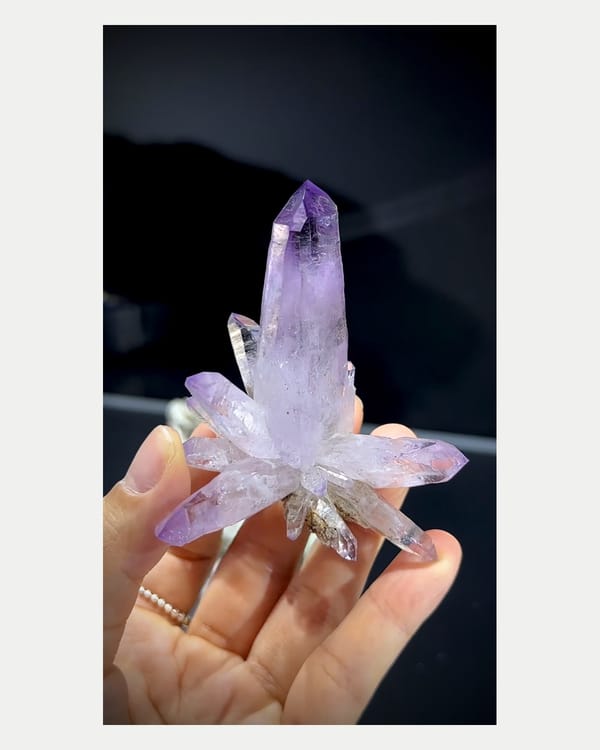 Complete front view of Mexican lavender amethyst flower cluster