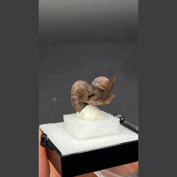 Chocolate calcite from Guangdong — alternate view