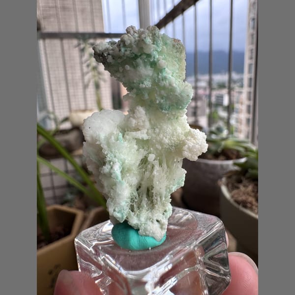 Blue-Green Gypsum, White Flowers 4.0 cm — complete view