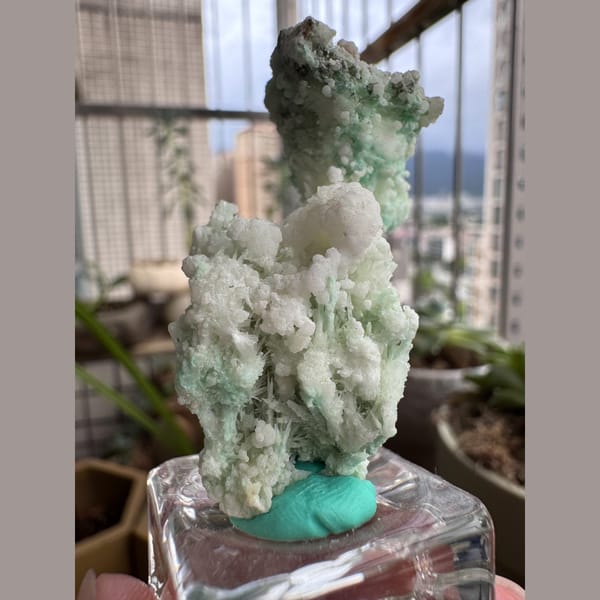 Blue-Green Gypsum, White Flowers 4.0 cm — alternate view
