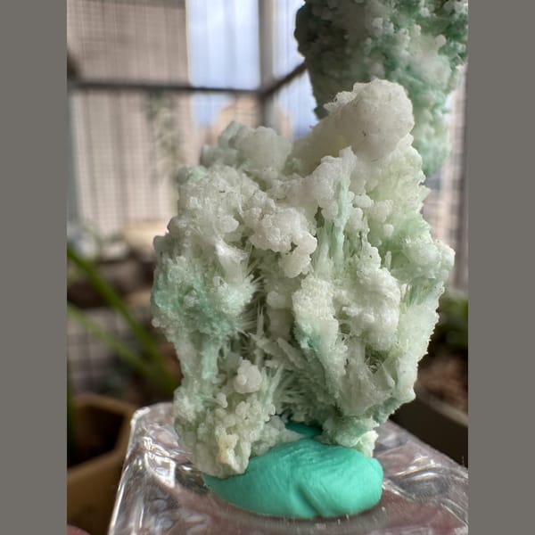 Blue-Green Gypsum, White Flowers 4.0 cm — alternate view